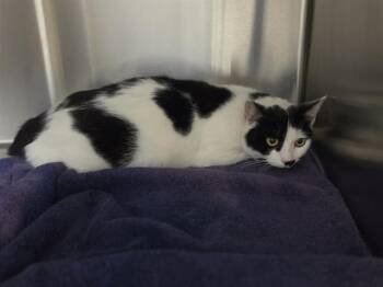 Domestic Short Hair Cats Available for Adoption in Salinas, California - CLEO | PetCurious