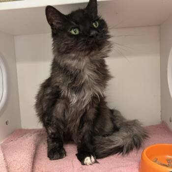 Yeti -  Maine Coon Cat for Adoption in La Grange Park, Illinois - Yeti | PetCurious
