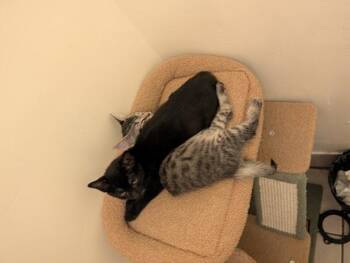 Buttercup -  Domestic Short Hair Cat for Adoption - Buttercup | PetCurious