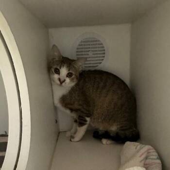 Domestic Short Hair Cats Available for Adoption in Normal, Illinois - Doechii | PetCurious