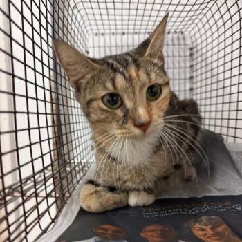 Babs -  Domestic Short Hair Cat for Adoption in Edinburg, Texas - Babs | PetCurious