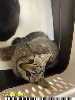 BOOP -  Domestic Short Hair Cat for Adoption in West Palm Beach, Florida - BOOP | PetCurious