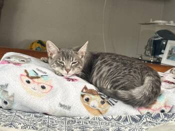 Cornelia -  Domestic Short Hair Cat for Adoption in Cleveland, Ohio - Cornelia | PetCurious