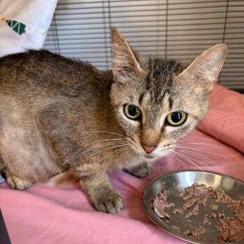 Lily -  Domestic Short Hair Cat for Adoption in Muncie, Indiana - Lily | PetCurious