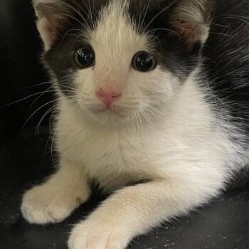 Morning Glory -  Domestic Short Hair Cat for Adoption in Lynchburg, Virginia - Morning Glory | PetCurious