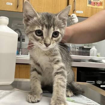 Nelly -  Domestic Short Hair Cat for Adoption in Durango, Colorado - Nelly | PetCurious