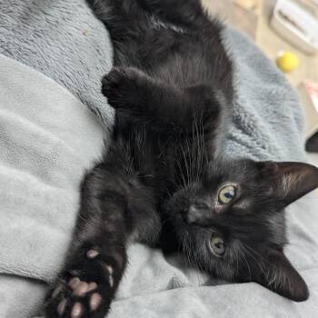 Dime -  Domestic Short Hair Cat for Adoption in Abbotsford, British Columbia - Dime | PetCurious