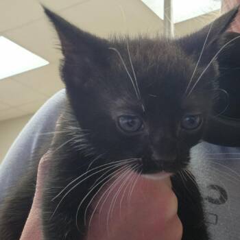Jordan 051404U -  Domestic Short Hair Cat for Adoption in Tupelo, Mississippi - Jordan 051404U | PetCurious