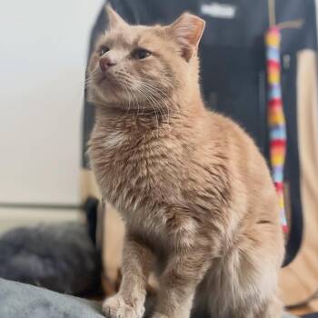 Domestic Short Hair Cats Available for Adoption - Ham | PetCurious