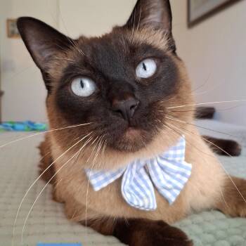Siamese Cats Available for Adoption in Yorba Linda, California - :::Luca::: | PetCurious