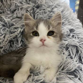 Rikki -  Domestic Medium Hair Cat for Adoption in Cheyenne, Wyoming - Rikki | PetCurious