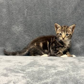 Tott -  Domestic Short Hair Cat for Adoption in Brenham, Texas - Tott | PetCurious