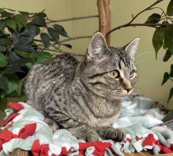 Phoebe -  Domestic Short Hair Cat for Adoption in Hastings, Nebraska - Phoebe | PetCurious