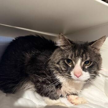 Domestic Medium Hair Cats Available for Adoption - Skuddles | PetCurious