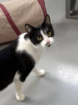 American Shorthair Cats Available for Adoption in Big Rapids, Michigan - Maggie | PetCurious