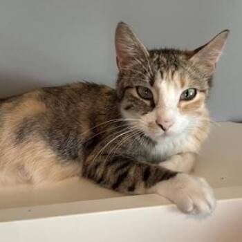 Duchess -  Domestic Short Hair Cat for Adoption in Rochester, Minnesota - Duchess | PetCurious