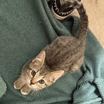 Rescue Domestic Short Hair Cats for Adoption in Cape Girardeau, Missouri - Oliver | PetCurious