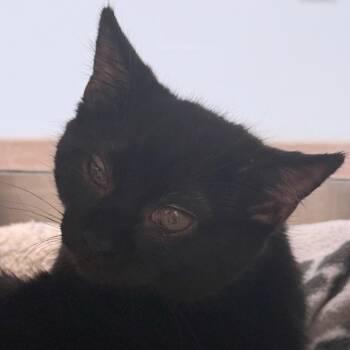 Rescue Domestic Short Hair Cats for Adoption in Ottawa, Kansas - Spice | PetCurious