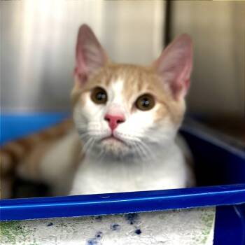 Rescue Domestic Short Hair Cats for Adoption in Auburn, Alabama - Winterfell | PetCurious