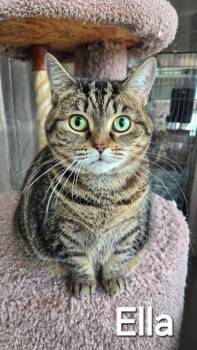 Domestic Short Hair Cats Available for Adoption in Sidney, Ohio - Ella | PetCurious