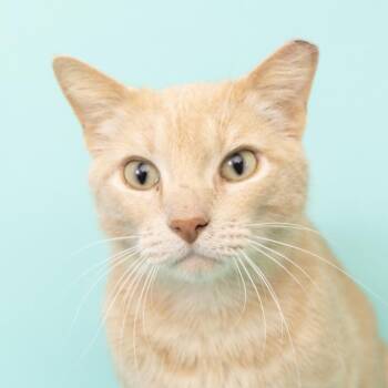 Pauly -  Domestic Short Hair Cat for Adoption in Franklin, Tennessee - Pauly | PetCurious
