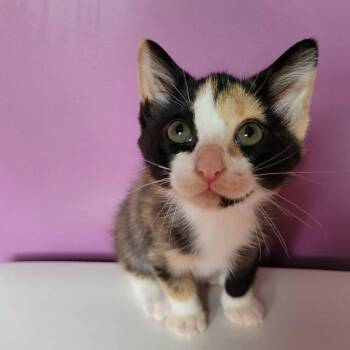 Dolly -  Domestic Short Hair Cat for Adoption in Candler, North Carolina - Dolly | PetCurious