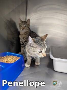 Penellope -  Domestic Short Hair Cat for Adoption in Rocky Mount, North Carolina - Penellope | PetCurious