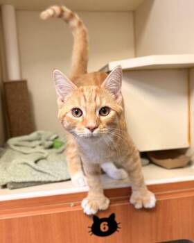 Domestic Short Hair Cats Available for Adoption in Fairfax, Virginia - Paulie Paws | PetCurious