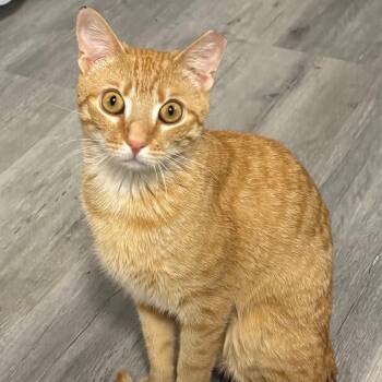 Danny -  Domestic Short Hair Cat Available for Adoption in West Orange, New Jersey - Danny | PetCurious