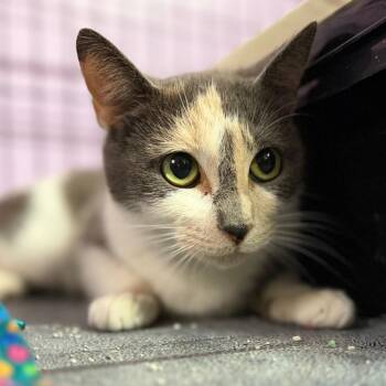 Domestic Short Hair Cats Available for Adoption - Lucky Charm | PetCurious