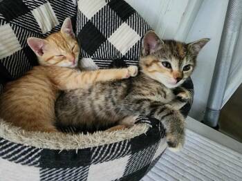 Rescue Tabby Cats for Adoption in Cary, North Carolina - Xanax | PetCurious