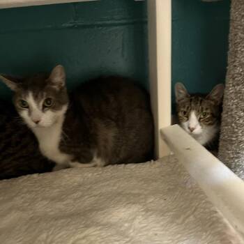Clementine (21) -  Domestic Short Hair Cat for Adoption in Bedford, New Hampshire - Clementine (21) | PetCurious