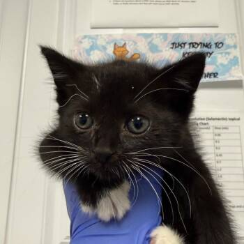 Nyssa -  Domestic Short Hair Cat for Adoption in Greenville, South Carolina - Nyssa | PetCurious