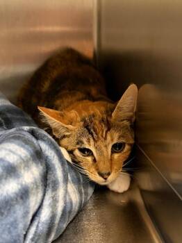 CJ -  Domestic Short Hair Cat for Adoption in Ocala, Florida - CJ | PetCurious