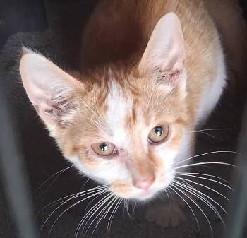 Rover -  Domestic Short Hair Cat for Adoption in Mcconnelsville, Ohio - Rover | PetCurious