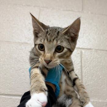 Meowtini -  Domestic Short Hair Cat for Adoption in Birmingham, Alabama - Meowtini | PetCurious