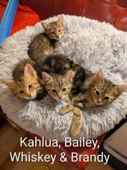 Rescue Domestic Short Hair Cats for Adoption in Vancouver, Washington - Brandy | PetCurious