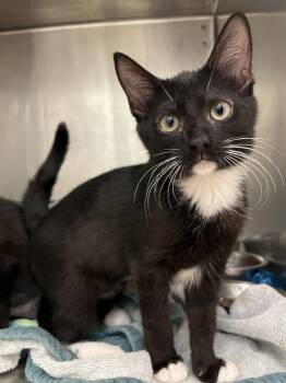 Taffy -  Domestic Short Hair Cat for Adoption in Hilton Head Island, South Carolina - Taffy | PetCurious