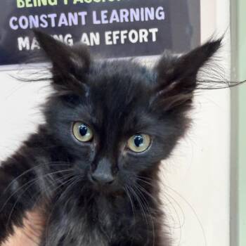 Espresso -  Maine Coon Cat for Adoption in Columbus, Georgia - Espresso | PetCurious