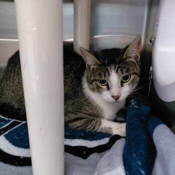 Domestic Short Hair Cats Available for Adoption in Philadelphia, Pennsylvania - Pat | PetCurious