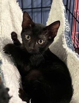 Rescue Domestic Short Hair Cats for Adoption - Stormie, Shadow, Sylvester And Sullivan | PetCurious