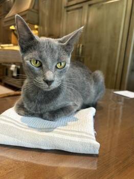 Madonna -  Russian Blue Cat for Adoption in Houston, Texas - Madonna | PetCurious