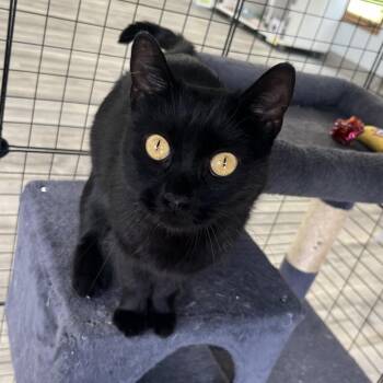 Luna -  Domestic Short Hair Cat for Adoption in Crookston, Minnesota - Luna | PetCurious