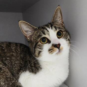 Domestic Short Hair Cats Available for Adoption in Columbus, North Carolina - Cranberry | PetCurious