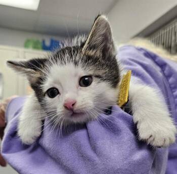 UTOPIA -  Domestic Short Hair Cat for Adoption in St. Louis, Missouri - UTOPIA | PetCurious