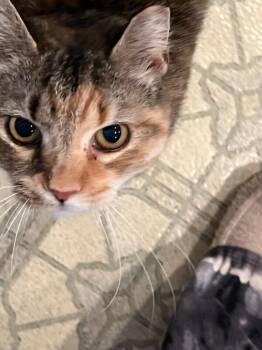 Precious -  Domestic Short Hair Cat for Adoption - Precious | PetCurious