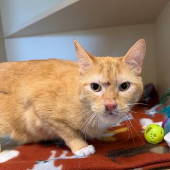 Benji -  Domestic Short Hair Cat Available for Adoption in Cody, Wyoming - Benji | PetCurious