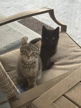 Domestic Short Hair Cats Available for Adoption - Champi | PetCurious