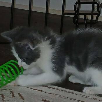 Rutabaga - in foster home -  Domestic Short Hair Cat for Adoption in Myrtle Beach, South Carolina - Rutabaga - In Foster Home | PetCurious