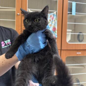 Barbara -  Domestic Medium Hair Cat for Adoption in Murray, Utah - Barbara | PetCurious